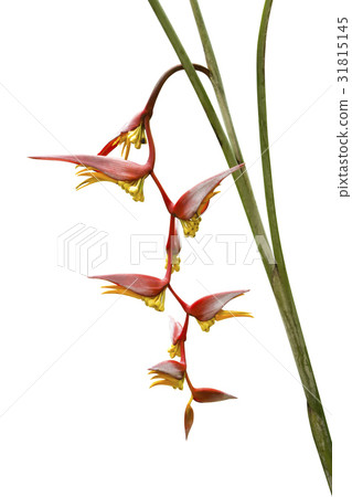 Beautiful Heliconia blooming in the garden. Beautiful Heliconia blooming in the garden. 31815145
