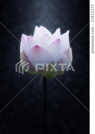 Blooming lotus flower in the rains. 31815173