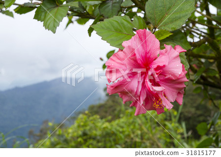 Pink Hibicus flower Pink Hibicus flower 31815177