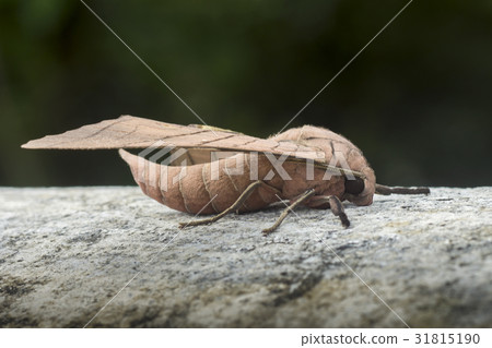 Ambulyx pryeri is a moth of the Sphingidae family 31815190