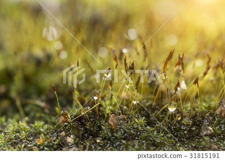 Green moss in the forest. 31815191