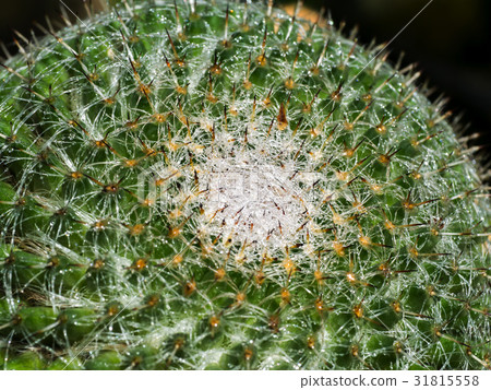 Close up of cactus thorns 31815558
