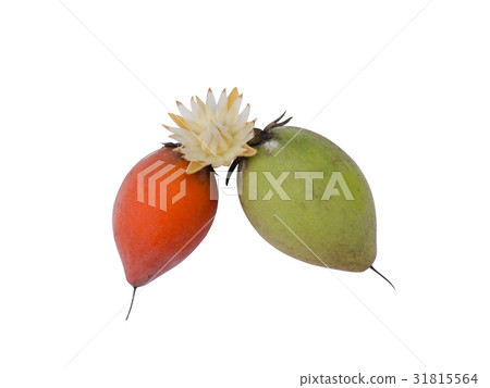 Fruit and flower of Bullet wood 31815564