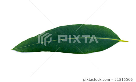 Eucalyptus leaves on a white background. 31815566