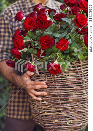 Close up of a gardener holding basket of red roses 31815991
