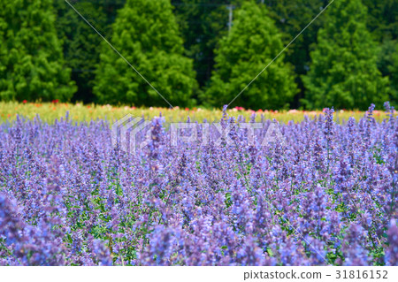 紫色的田野 31816152