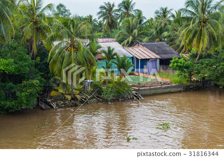 Riverside stilt houses in the Mekong Delta 31816344