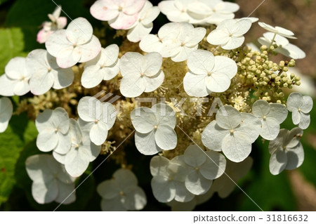 Kashiwaba hydrangea Kashiwaba hydrangea 31816632