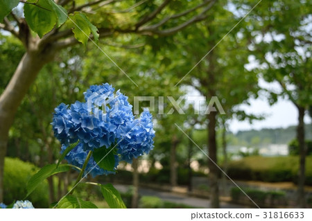Hydrangea 31816633