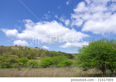 Yashima Mogara Yashima Mogara 31817069