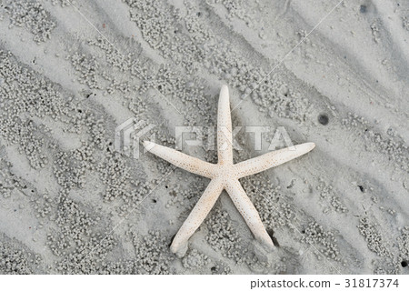 Starfish lying on the beach sand 31817374