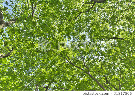 I look up at the tree in the green forest 31817806