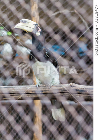 Oriental Pied Hornbill in the zoo of thailand 31818477