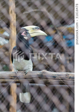 Oriental Pied Hornbill in the zoo of thailand 31818478