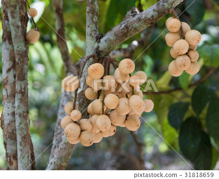Langsad,traditional Thai fruit on tree in garden 31818659