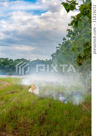 Pollution in Thailand from burning rice straw. 31819252