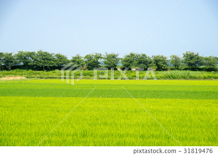 鄉村景觀 31819476