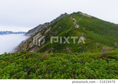 Northern Alps of early summer Nishihodakatake 31819479