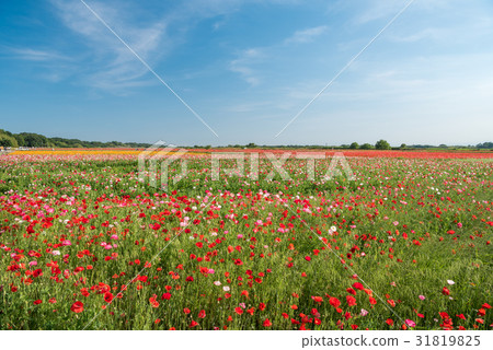 Konosui Poppy Festival (horse room venue) 31819825