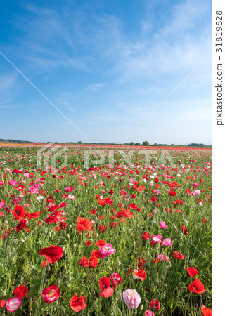 Konosui罌粟節（馬房地點） 31819828