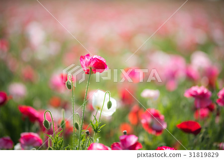 Konosui罌粟節（馬房地點） 31819829