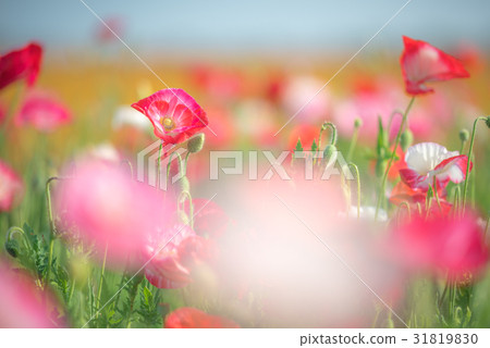 Konosui罌粟節（馬房地點） 31819830