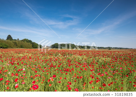 Konosui Poppy Festival (horse room venue) Konosui Poppy Festival (horse room venue) 31819835