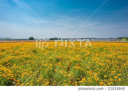 Konosui罌粟節（馬房地點） 31819848