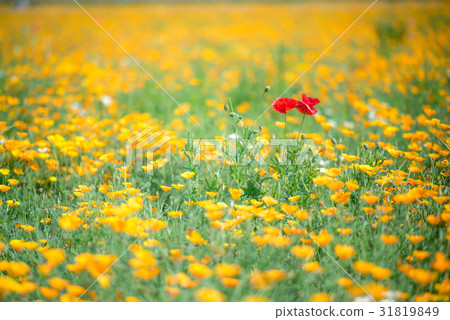 Konosui罌粟節（馬房地點） 31819849