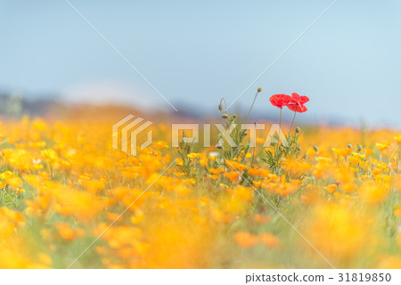 Konosui罌粟節（馬房地點） 31819850