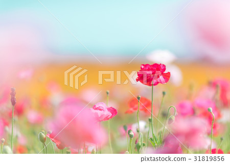 Konosui罌粟節(馬房地點) Konosui罌粟節(馬房地點) 31819856