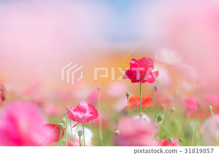 Konosui罌粟節（馬房地點） 31819857