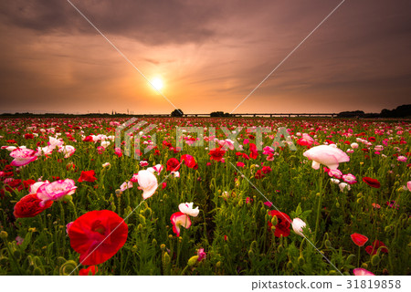 Konosui罌粟節(馬房地點) Konosui罌粟節(馬房地點) 31819858