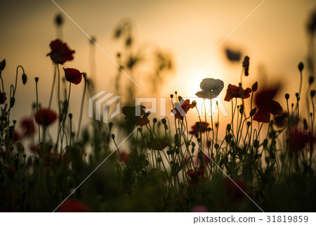 Konosui罌粟節（馬房地點） 31819859