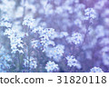 forget-me-not (Myosotis) flowers background 31820118
