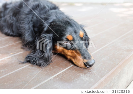 sleepy Dachshund Longhaired dog sleepy Dachshund Longhaired dog 31820216