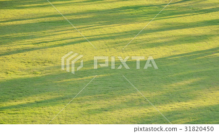 abstract background of tree shadow on grass field 31820450
