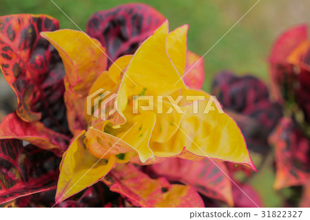 red and green leaf of Rushfoil or Croton tree 31822327