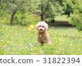 可愛的玩具貴賓犬 31822394