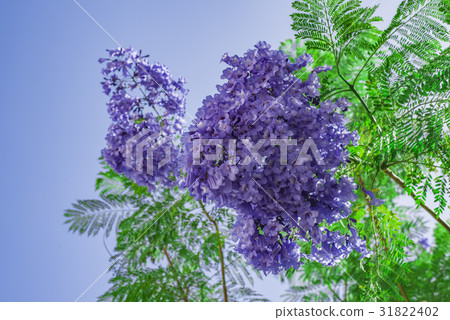 Handroanthus impetiginosa Lilac blue color  31822402