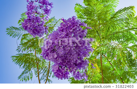 Handroanthus impetiginosa Lilac blue color Handroanthus impetiginosa Lilac blue color 31822403