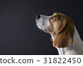 Young beagle looking up. 31822450