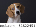 Young beagle looking at the camera. 31822451