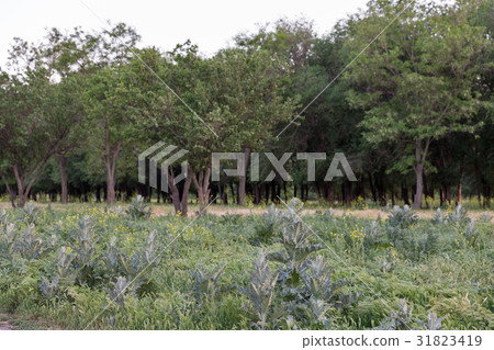 Sunset Mertvovid riverbank landscape in Voznesensk 31823419