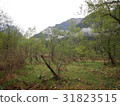 Kamikochi 31823515