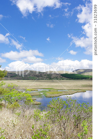 Yashima Mogara Yashima Mogara 31823699