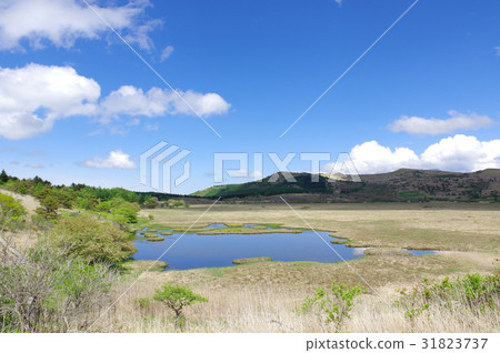 Yashima Mogara Yashima Mogara 31823737