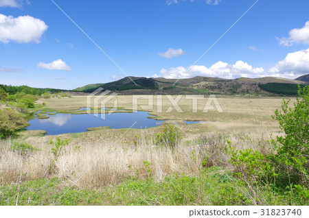 Yashima Mogara Yashima Mogara 31823740