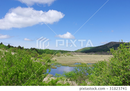 Yashima Mogara 31823741