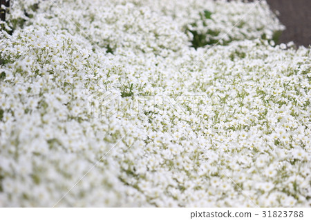  白花 31823788